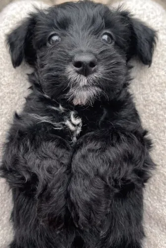 VILHOTE LHASA APSO