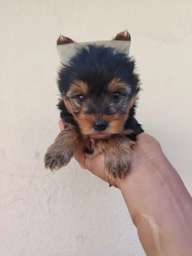 Filhote Yorkshire terrier macho