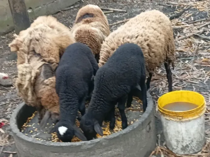 Vendo 5 cabeças de carneiros 