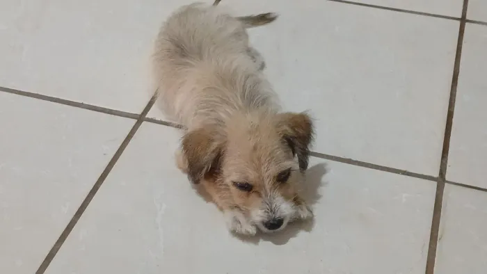 Doação de cachorrinha