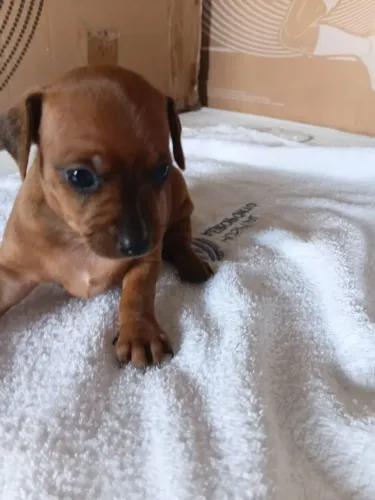 Vende-se filhote de Pinscher