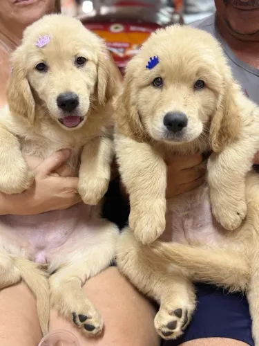 Golden retriever com pedigree