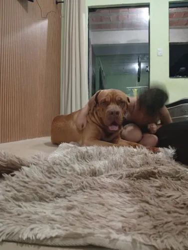 Procuro fêmea de dogue de Bordeaux para cruzamento,tenho um macho puro de dois anos