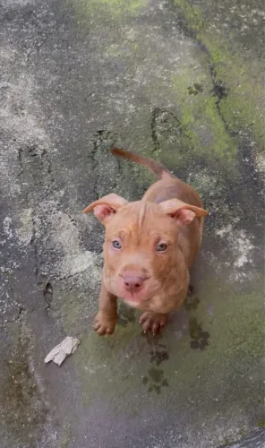 Pitbull filhote
