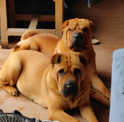 Filhote - Sharpei