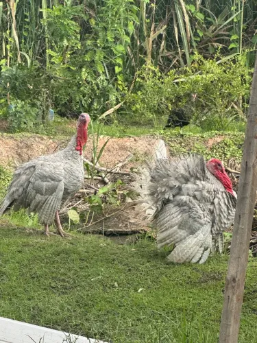 PERU MAMUTE