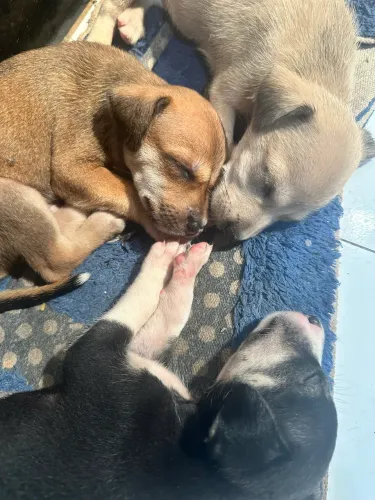 Cachorros 