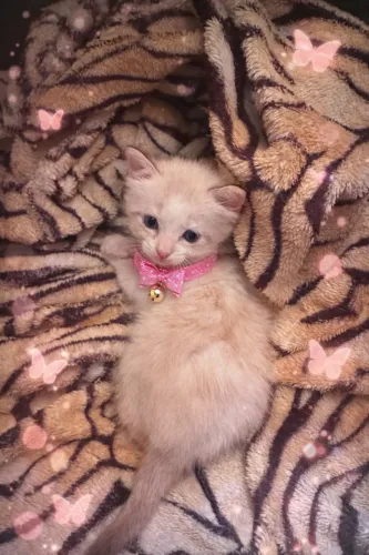 Doa-se lindos gatinhos filhotes