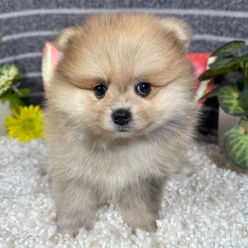 Spitz Alemão | Quer ver o vídeo dele brincando?Me chama no WhatsApp!