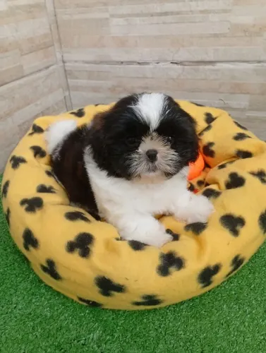 Filhote de shih-tzu