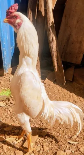 Frango mura