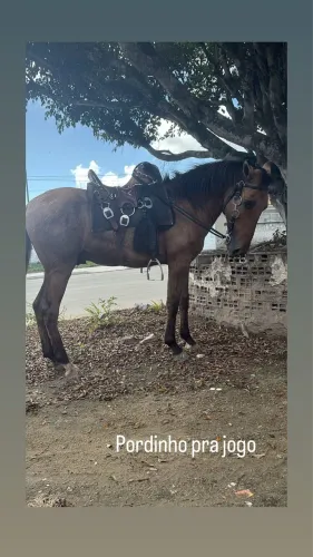 Potro mestiço 