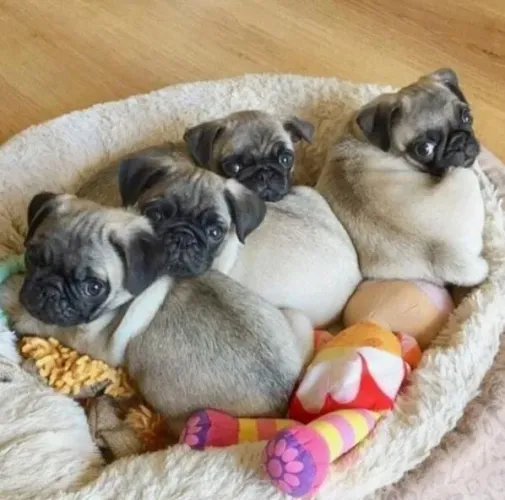 Pug Filhotes Bem Cuidados.