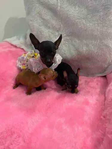 Pinscher zero