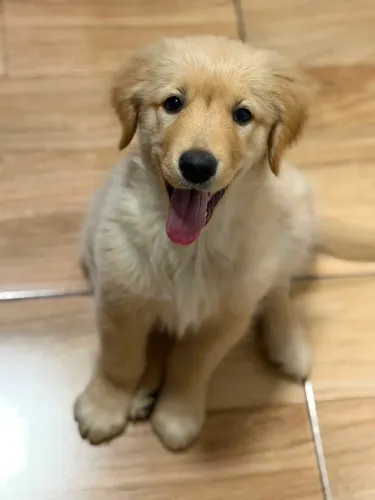 Filhote Golden retrivier fêmea