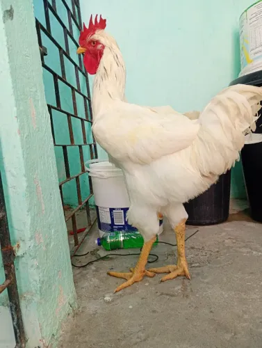 Lindo frango gsb 5 meses gigante 
