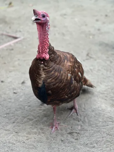 Peru Baiano