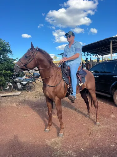 Cobertura cavalo quarto de milha