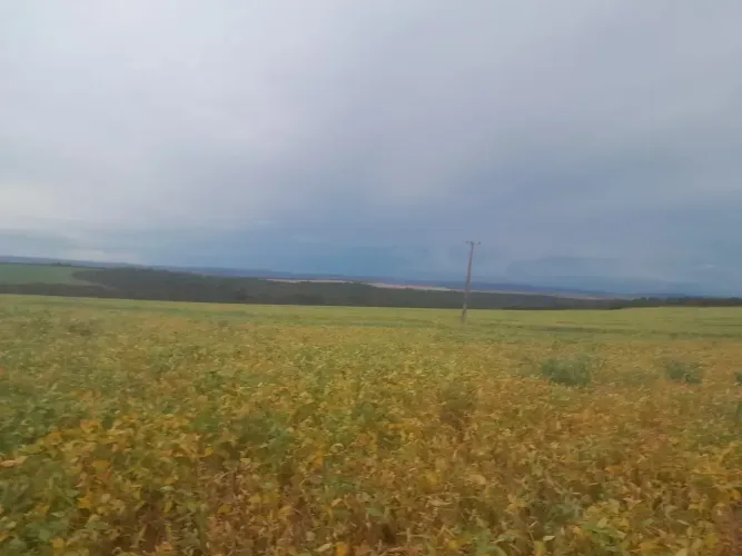 FAZENDA À VENDA 188 ALQUEIRES RIBEIRÃOZINHO/MT DUPLA APTIDÃO
