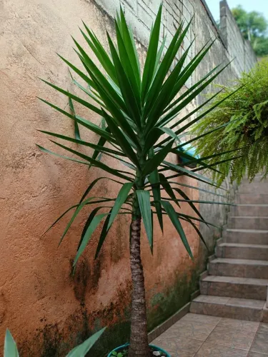 Yucca Elephantipes Adulta 2,50m