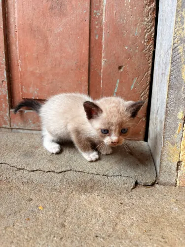 Gatinhos para adoção