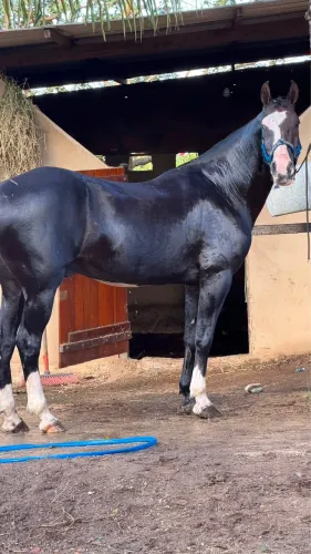 Cavalo preto