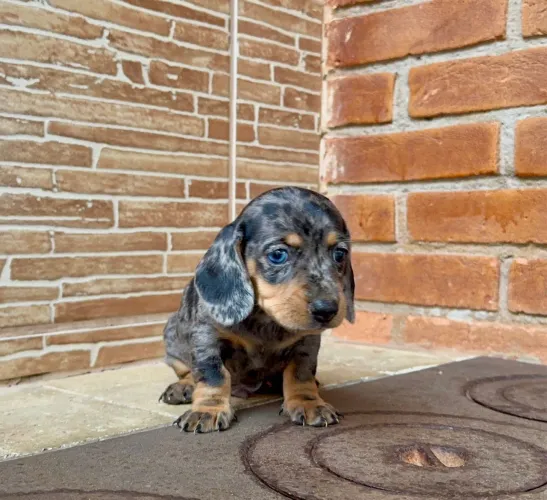 Dachshund Kaninchen - Pequeno e Elegante