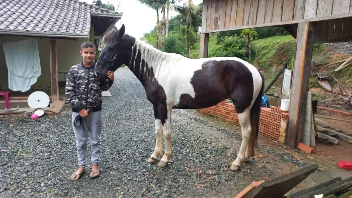 Cavalos mangalarga 