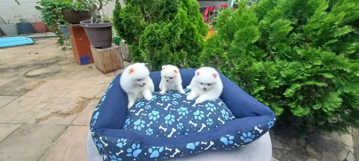 Filhotes de lulu da pomerania anão ja vacinados