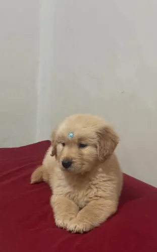 Golden Retrivier 1300
