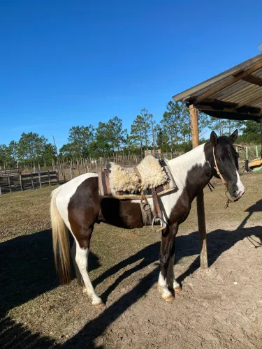 Vendo cavalo tubiano