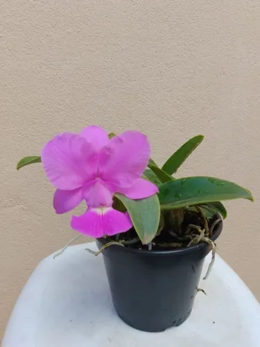 Orquídea: Walkeriana Tipo