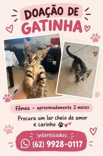 gato