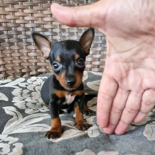 Pinscher Zero : Fêmea 700,00 Macho 650,00
