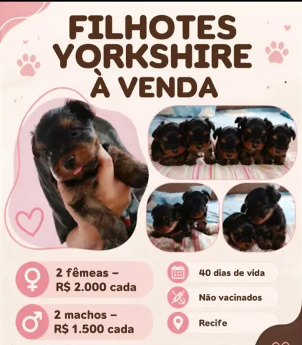 Filhote Yorkshire 