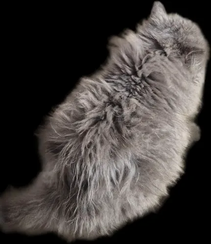 Gatos 