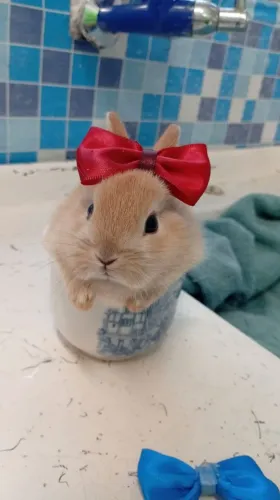 Mini coelhos