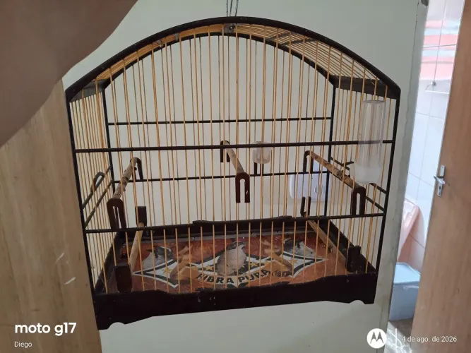 Gaiola de passeio 