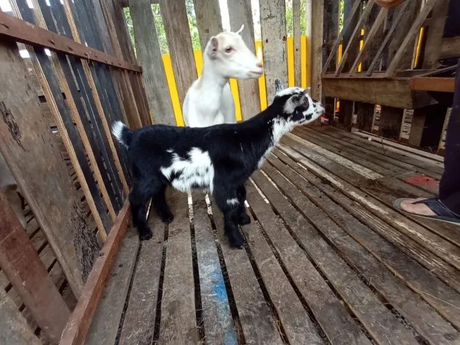 Cabrito pequeno porte