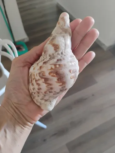 Concha do mar