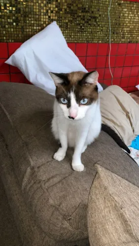 Gato siames sialata marrom olho azul