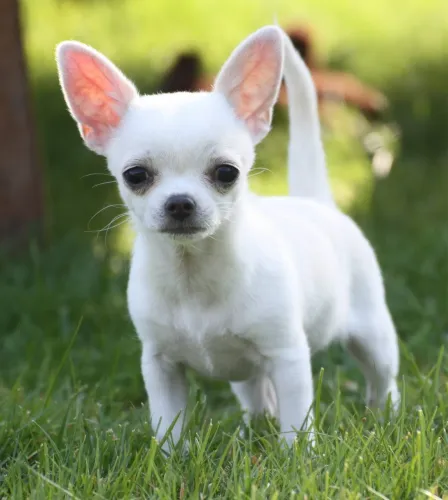 Chihuahua raça  pura macho 