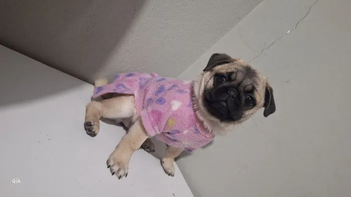 Pug seu amor pode estar aqui