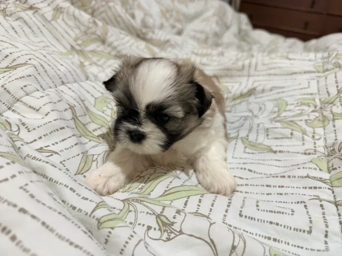 Filhote de shih tzu lindos