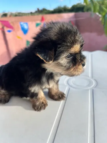 Yorkshire Terrier