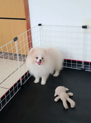 Spitz Alemão anão em 10x