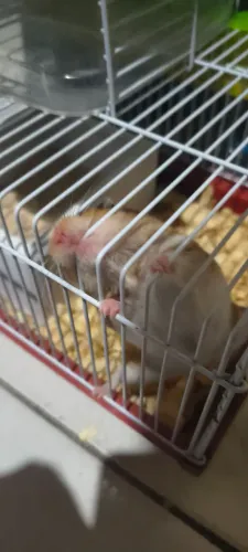 Vendo Hamsters