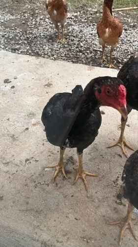 Galo e galinha de raça