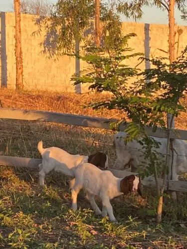 2 Caprinos da Raça Boer