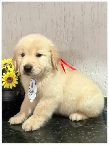 Filhote de Golden Retriever com Pedigree.